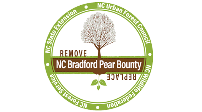 Bradford Pear Tree Bounty